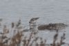 Little Stint