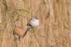 Bearded Tit