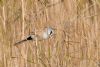 Bearded Tit