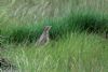 Wryneck