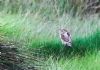 Wryneck