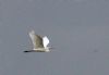 Great White Egret