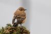 Wheatear