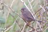 Dartford Warbler