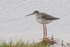 Spotted Redshank