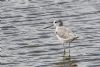 Greenshank