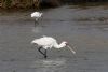 Spoonbill