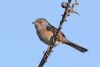 Dartford Warbler