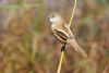 Bearded Tit