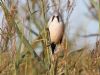 Bearded Tit