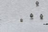 Curlew Sandpiper