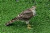 Sparrowhawk