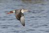 Spotted Redshank