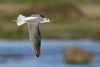 Greenshank