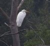 Great White Egret