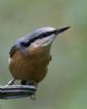 Nuthatch