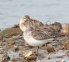 Curlew Sandpiper