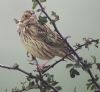 Reed Bunting