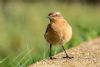 Wheatear