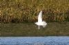 Grey Phalarope