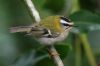 Firecrest