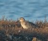 Curlew Sandpiper