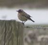 Whinchat