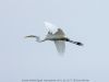 Great White Egret