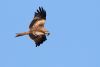 Red Kite