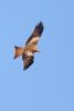 Red Kite