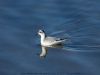 Grey Phalarope