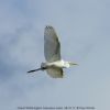 Great White Egret