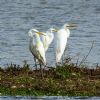 Great White Egret