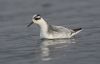 Grey Phalarope