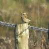 Whinchat