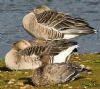 Pink-footed Goose