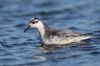 Grey Phalarope