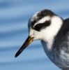 Grey Phalarope