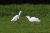 Cattle Egret