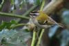 Firecrest