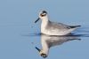 Grey Phalarope