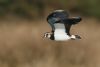 Lapwing