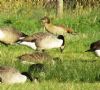 Egyptian Goose