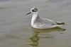 Grey Phalarope