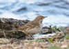 Water Pipit