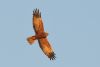 Marsh Harrier