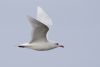 Mediterranean Gull