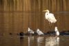 Great White Egret