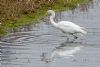 Great White Egret