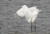 Great White Egret